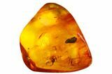 Detailed Fossil Spiders, a Mite and Three Flies in Baltic Amber #173715-4